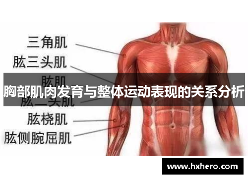 胸部肌肉发育与整体运动表现的关系分析
